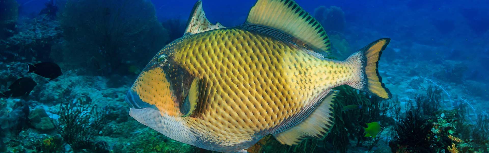 The Indian Triggerfish